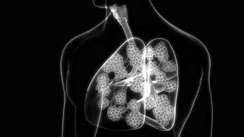 Human Respiratory System Lungs with Alveoli Anatomy Animation Concept Vídeos de archivo 142243455