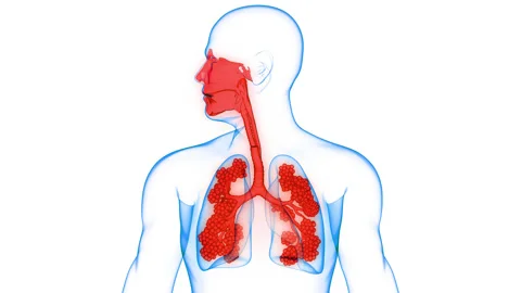 Human Respiratory System Lungs with Alve... | Stock Video | Pond5