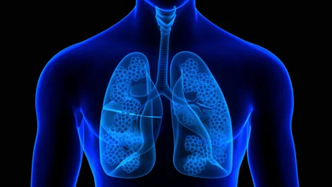 Human Respiratory System Lungs with Alveoli Anatomy Animation Concept 库存影片 158164161