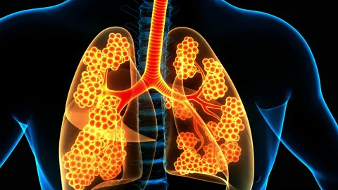 Human Respiratory System Lungs With Alve 