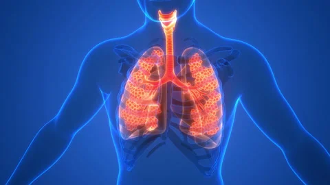 Human Respiratory System Lungs with Alveoli Anatomy Animation Concept Stock Footage 200865422