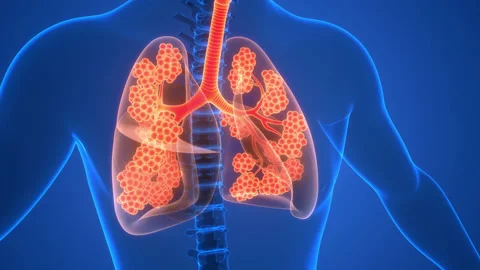 Human Respiratory System Lungs with Alve... | Stock Video | Pond5