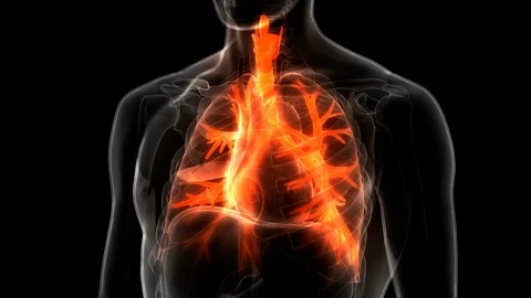 Human Respiratory System Lungs Anatomy Stock-Footage 97341856
