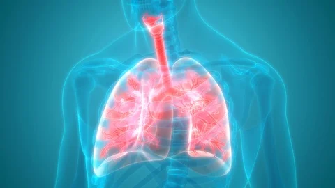 Human Respiratory System Lungs Anatomy Stock Footage 101508974
