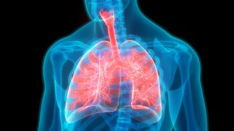 Human Respiratory System Lungs Anatomy Stock Footage 101508979