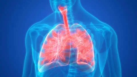 Human Respiratory System Lungs Anatomy Video stock 101508991
