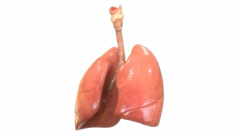 Human Respiratory System Lungs Anatomy 库存影片 106346509