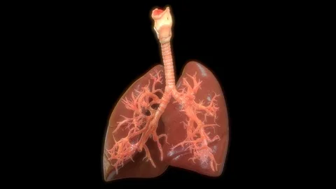 Human Respiratory System Lungs Anatomy 库存影片 106348070