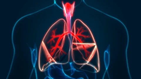 Human Respiratory System Lungs Anatomy 스톡 동영상 118056048