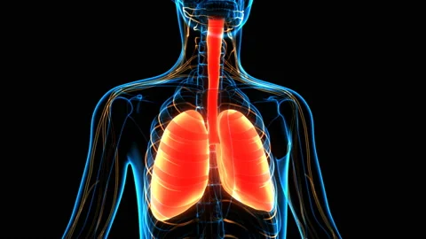 Human Respiratory System Lungs Anatomy Animation Concept Vídeo Stock 137081912