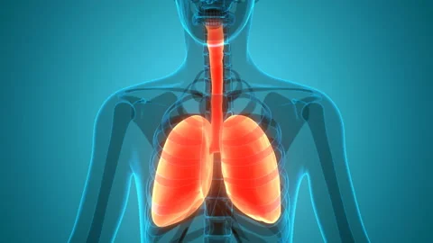 Human Respiratory System Lungs Anatomy Animation Concept 스톡 동영상 138184035
