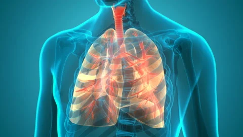 Human Respiratory System Lungs Anatomy Animation Concept Vídeos de archivo 138184813