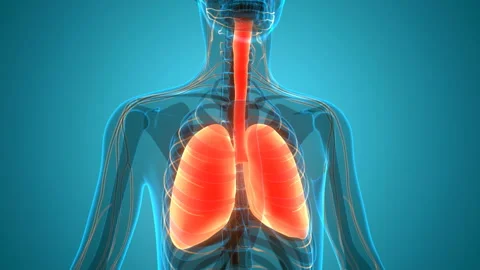 Human Respiratory System Lungs Anatomy Animation Concept 스톡 동영상 138186977