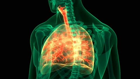 Human Respiratory System Lungs Anatomy Animation Concept Vídeos de archivo 139033598