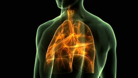 Human Respiratory System Lungs Anatomy Animation Concept Stockbeeldmateriaal 139033981
