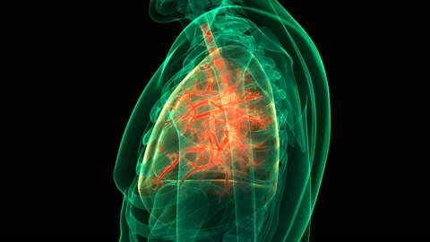 Human Respiratory System Lungs Anatomy Animation Concept 库存影片 139034142