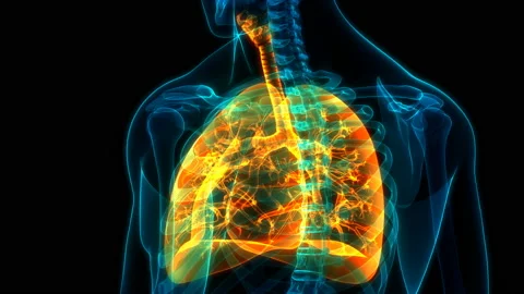 Human Respiratory System Lungs Anatomy Animation Concept Видео 139554473