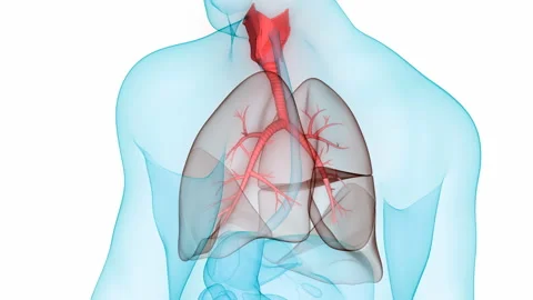 Human Respiratory System Lungs Anatomy Animation Concept Stock Footage 139688934
