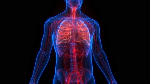 Human Respiratory System Lungs Anatomy Animation Concept Vídeos de archivo 140702525