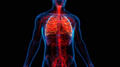 Human Respiratory System Lungs Anatomy Animation Concept Vídeo Stock 140702568