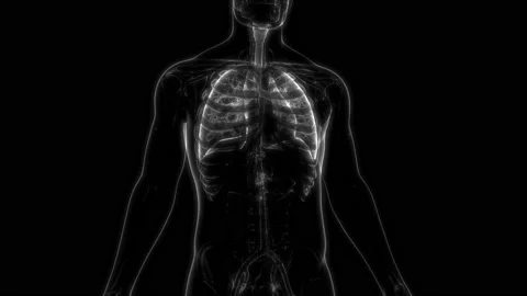 Human Respiratory System Lungs Anatomy Animation Concept Видео 142243442
