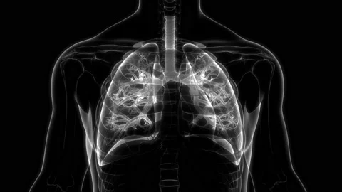 Human Respiratory System Lungs Anatomy Animation Concept 库存影片 142243479