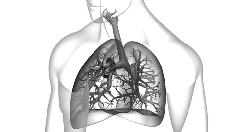 Human Respiratory System Lungs Anatomy Animation Concept Видео 142243525