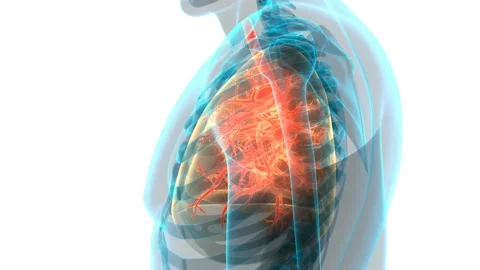 Human Respiratory System Lungs Anatomy Animation Concept 库存影片 142504884