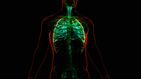 Human Respiratory System Lungs Anatomy Animation Concept Видео 143467557