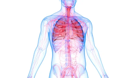 Human respiratory System Lungs Anatomy Animation Concept Видео 143467647