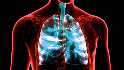Human Respiratory System Lungs Anatomy Animation Concept Vidéo 148309228