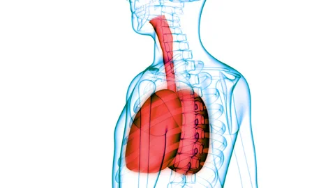 Human Respiratory System Lungs Anatomy Animation Concept 库存影片 148309565