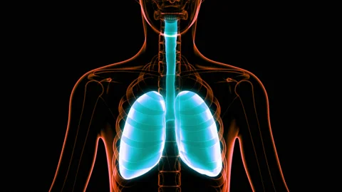 Human Respiratory System Lungs Anatomy Animation Concept Vídeo Stock 148309596