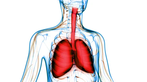 Human Respiratory System Lungs Anatomy Animation Concept Stock-Footage 148310830