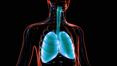 Human Respiratory System Lungs Anatomy Animation Concept Stock-Footage 148310849