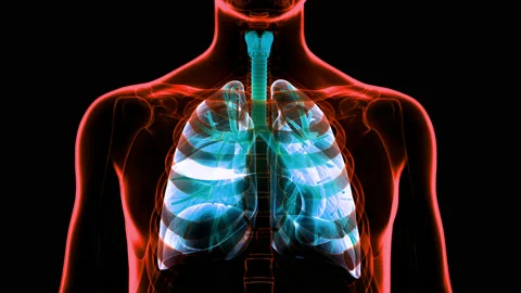 Human Respiratory System Lungs Anatomy Animation Concept 库存影片 148310948