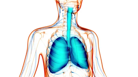 Human Respiratory System Lungs Anatomy Animation Concept Stock-Footage 148311340
