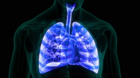 Human Respiratory System Lungs Anatomy Animation Concept Vídeos de archivo 148311567