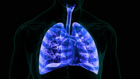 Human Respiratory System Lungs Anatomy Animation Concept Stock-Footage 150136306