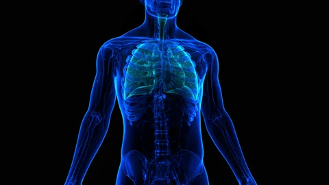 Human Respiratory System Lungs Anatomy Animation Concept Stock Footage 161052917