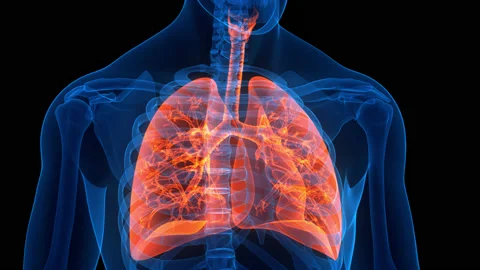 Human Respiratory System Lungs Anatomy Animation Concept Vidéo 161053158
