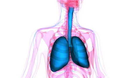 Human Respiratory System Lungs Anatomy Animation Concept Vídeos de archivo 163963920