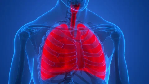 Human Respiratory System Lungs Anatomy Animation Concept Видео 163965447