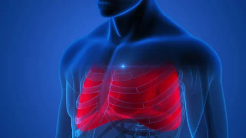 Human Respiratory System Lungs Anatomy Animation Concept Vidéo 163965536