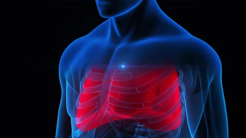 Human Respiratory System Lungs Anatomy Animation Concept 库存影片 163965886