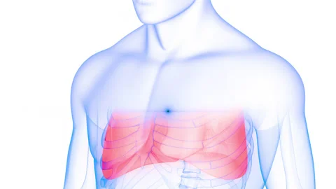 Human Respiratory System Lungs Anatomy Animation Concept Vídeos de archivo 169633613