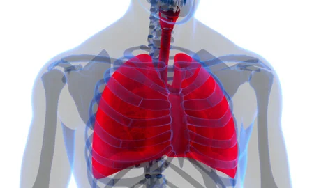 Human Respiratory System Lungs Anatomy Animation Concept Stock-Footage 169637811