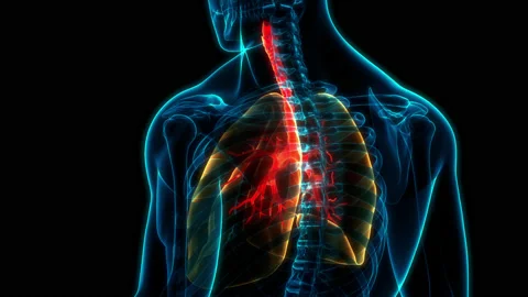 Human Respiratory System Lungs Anatomy Animation Concept Video stock 200858816