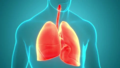 Human Respiratory System Lungs Anatomy Animation Concept Video stock 200858875