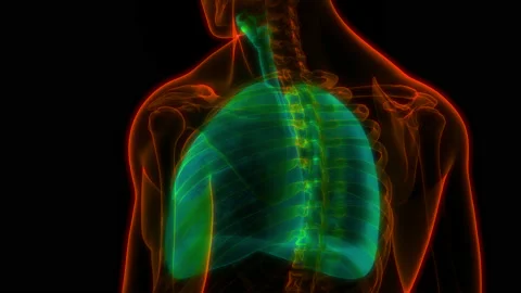 Human Respiratory System Lungs Anatomy Animation Concept 库存影片 200859085